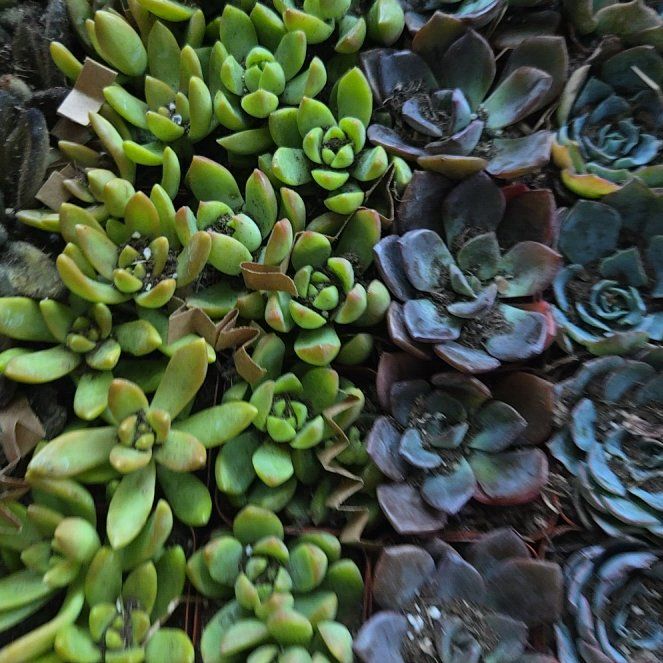 Photo of the plant species Purdy's Stonecrop by @DandyMandrake64 named Beckham on Greg, the plant care app