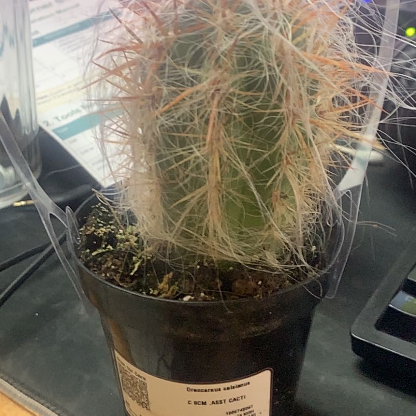 Photo of the plant species Old Man of the Andes by @LucentShallot51 named Dolores on Greg, the plant care app