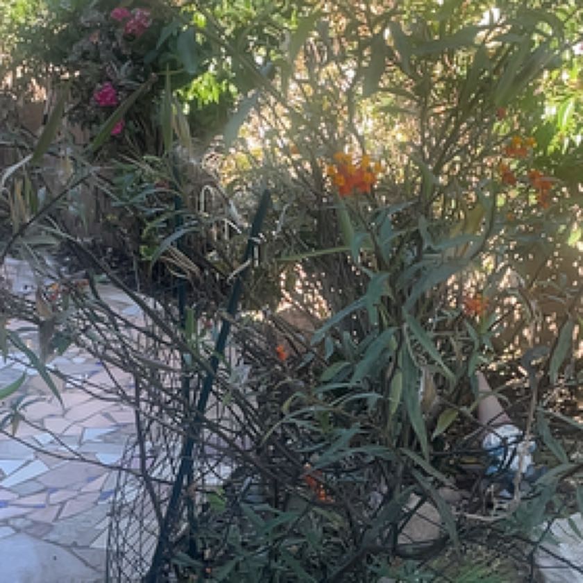 Photo of the plant species Oleander by @ProColeus42 named Scarlett on Greg, the plant care app
