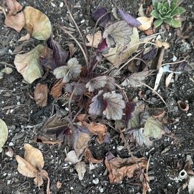 Photo of the plant species Creeping Charlie by @ValiantPawpaw19 named LiloStitch on Greg, the plant care app