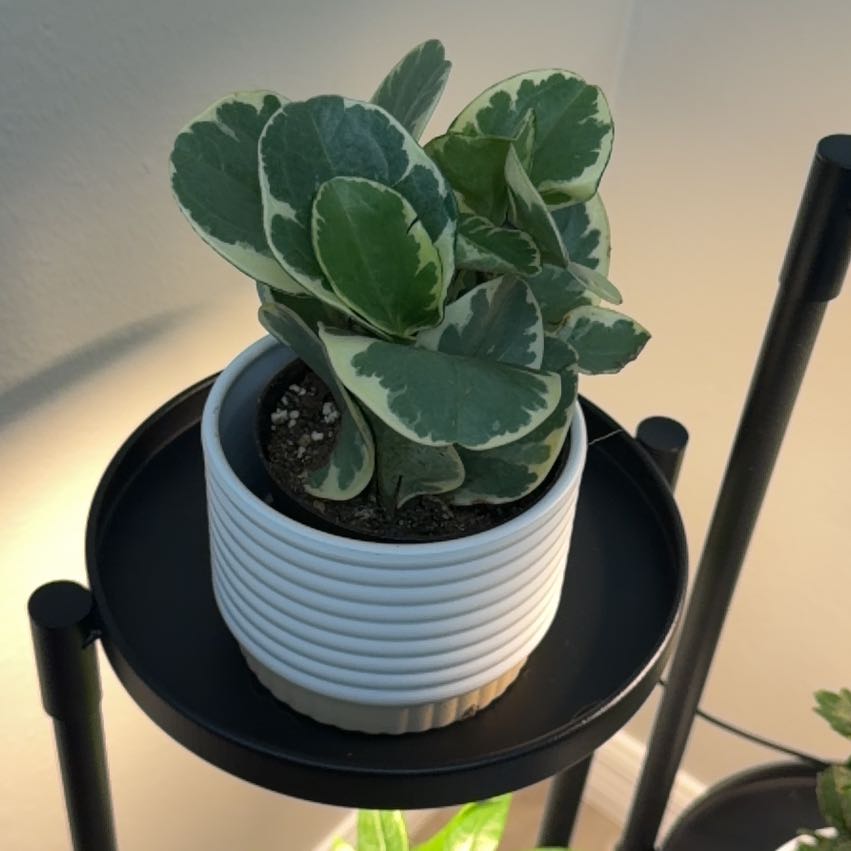 Photo of the plant species Peperomia Ecuador by @GreenIvy2026 named Sigmund on Greg, the plant care app