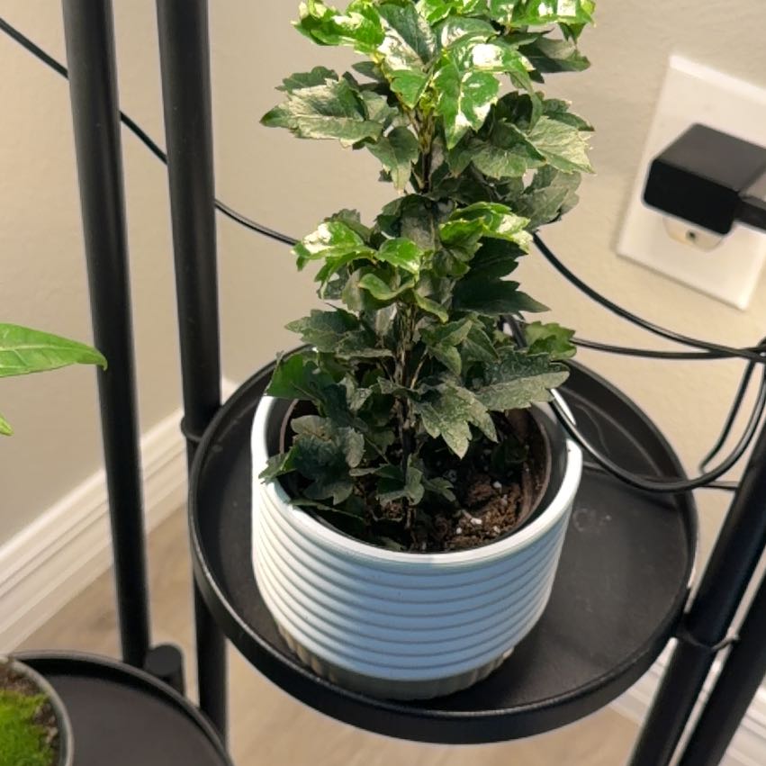Photo of the plant species Olympia by @GreenIvy2026 named Morgan Treeman on Greg, the plant care app
