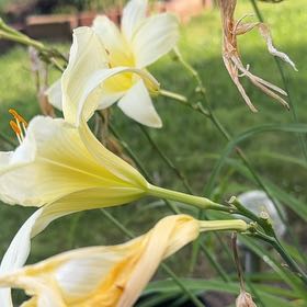 Photo of the plant species Yellow Daylily by @LikelyLippia26 named Foxxy on Greg, the plant care app