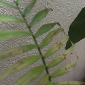 Photo of the plant species Chinese Brake by @LikelyLippia26 named Leonardo on Greg, the plant care app