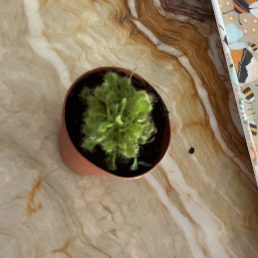 Photo of the plant species Cape Sundew by @ZealfulStingray named Sunny on Greg, the plant care app