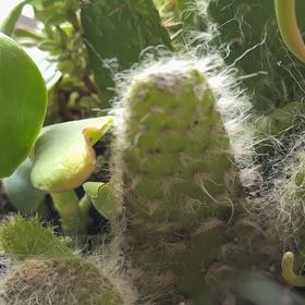 Photo of the plant species Arborescent Prickly Pear by @YernCowbane50 named Harper on Greg, the plant care app