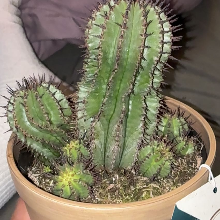 Photo of the plant species Milk Barrel Cactus by @RadCowpea12 named Harmony on Greg, the plant care app
