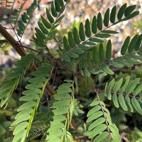 Photo of the plant species White Leadtree by @GlamorousPuka48 named Gregarious on Greg, the plant care app