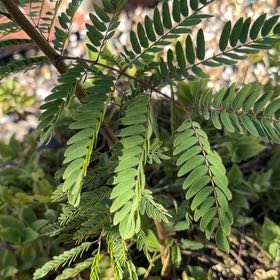 Photo of the plant species White Leadtree by @GlamorousPuka48 named Ronaldo on Greg, the plant care app