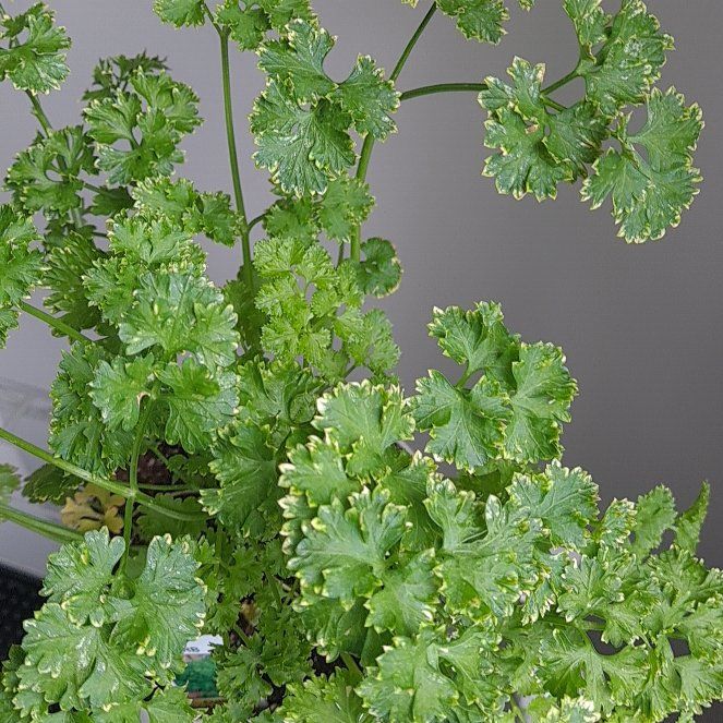 Photo of the plant species Triple Curled Parsley by @EagerRosemary54 named Hemingway on Greg, the plant care app