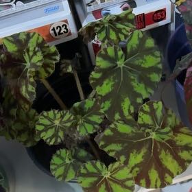 Photo of the plant species Eyelash Begonia by @KitsuneNox28 named Peter Parker on Greg, the plant care app