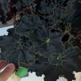 Photo of the plant species Begonia 'Black Mamba' by @KitsuneNox28 named Sonora on Greg, the plant care app