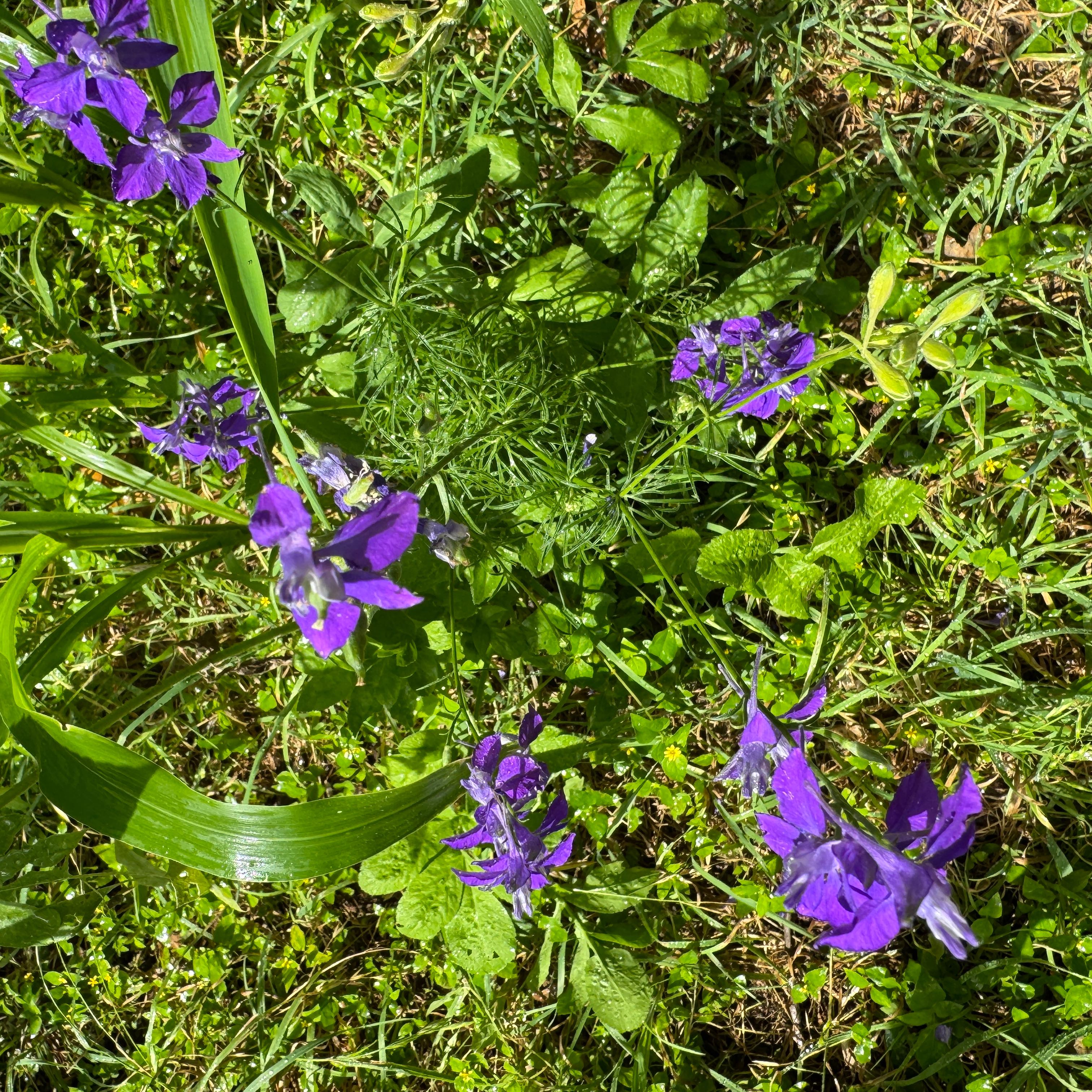 Photo of the plant species Doubtful Knight's-Spur by @HipBogbirch23 named Harper on Greg, the plant care app
