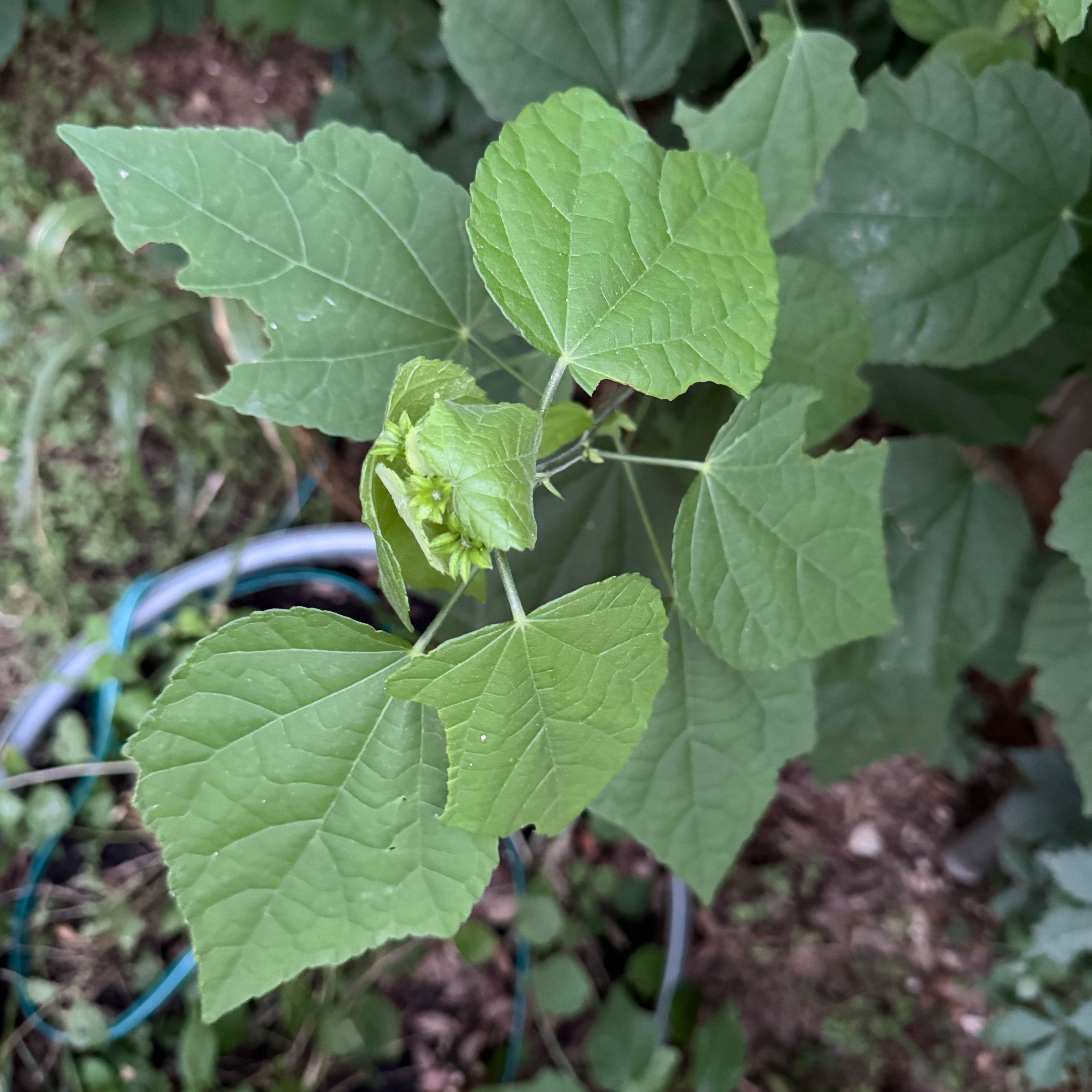 Photo of the plant species Malvaviscus Arboreus by @HipBogbirch23 named Gomez on Greg, the plant care app