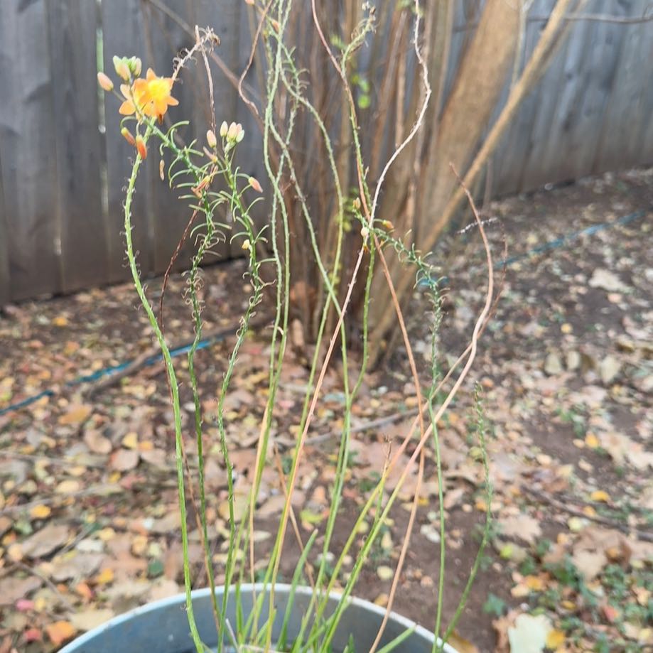 Photo of the plant species Orange Bulbine by @HipBogbirch23 named Xena on Greg, the plant care app