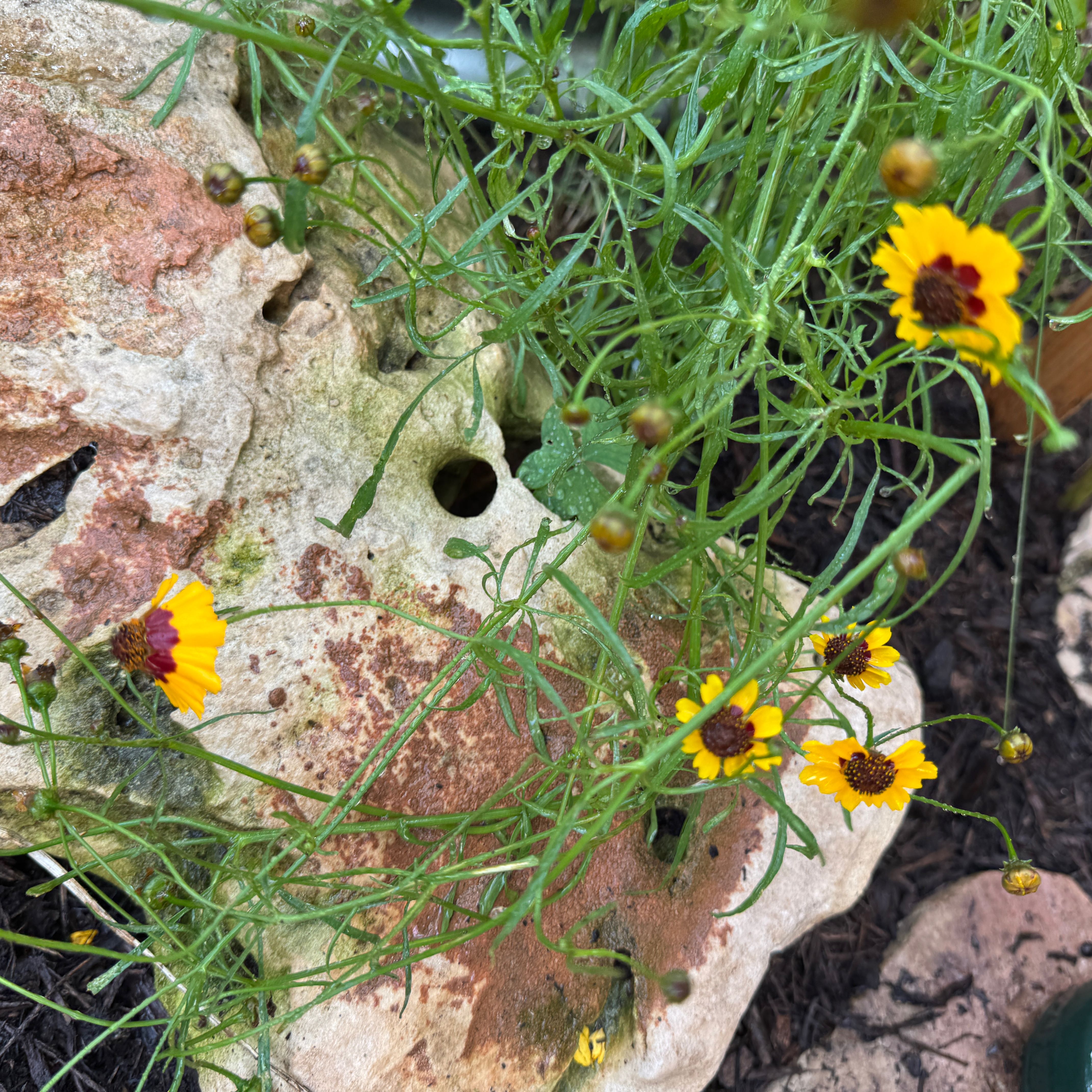 Photo of the plant species Atkinson's Tickseed by @HipBogbirch23 named Fernie Saunders on Greg, the plant care app