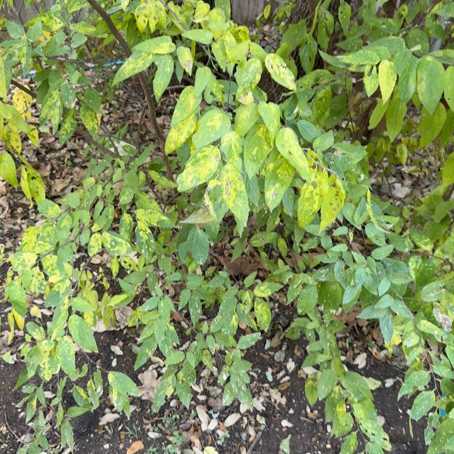 Photo of the plant species Kentucky Coffee Tree by @HipBogbirch23 named Tolkien on Greg, the plant care app