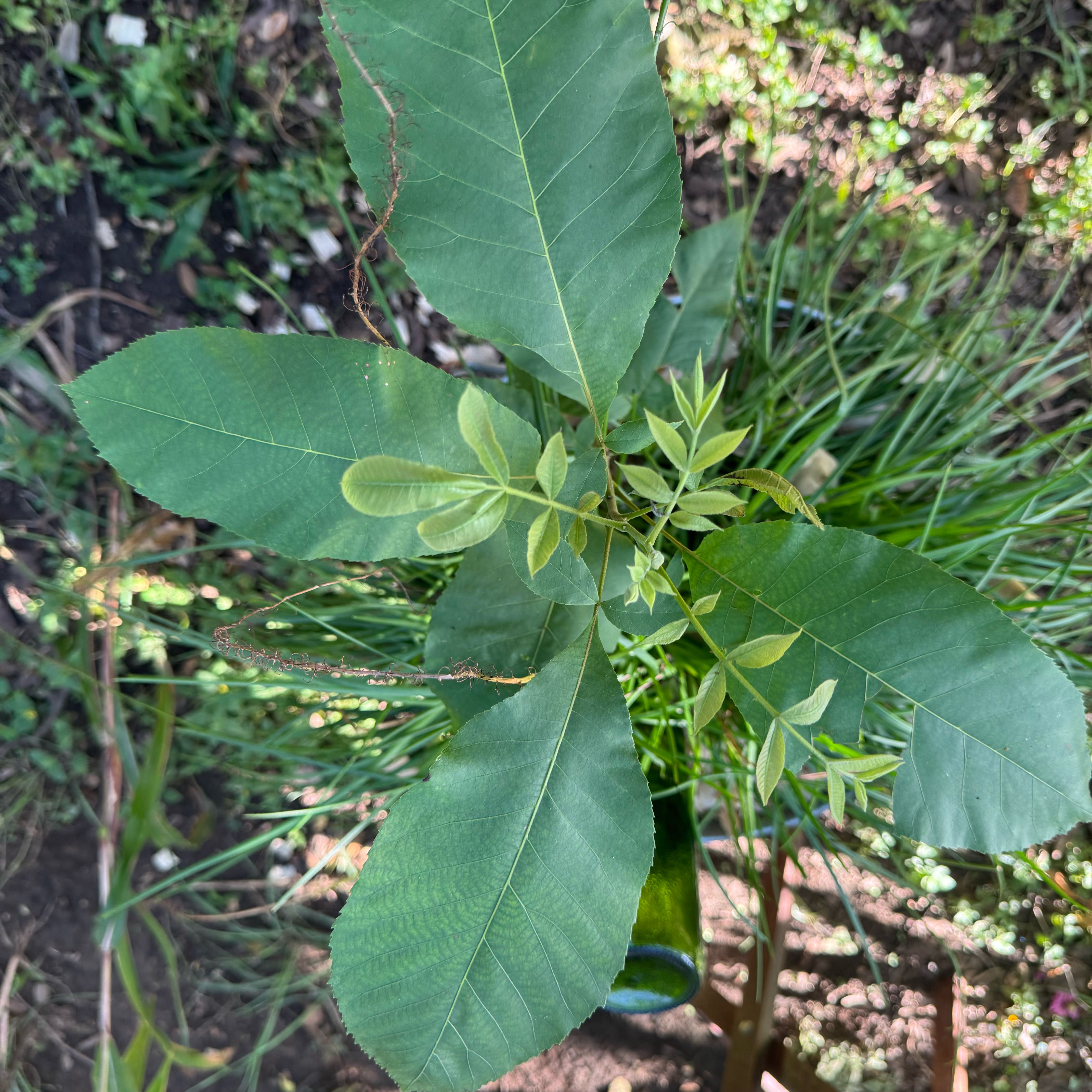 Photo of the plant species Oregon Ash by @HipBogbirch23 named Leonardo on Greg, the plant care app