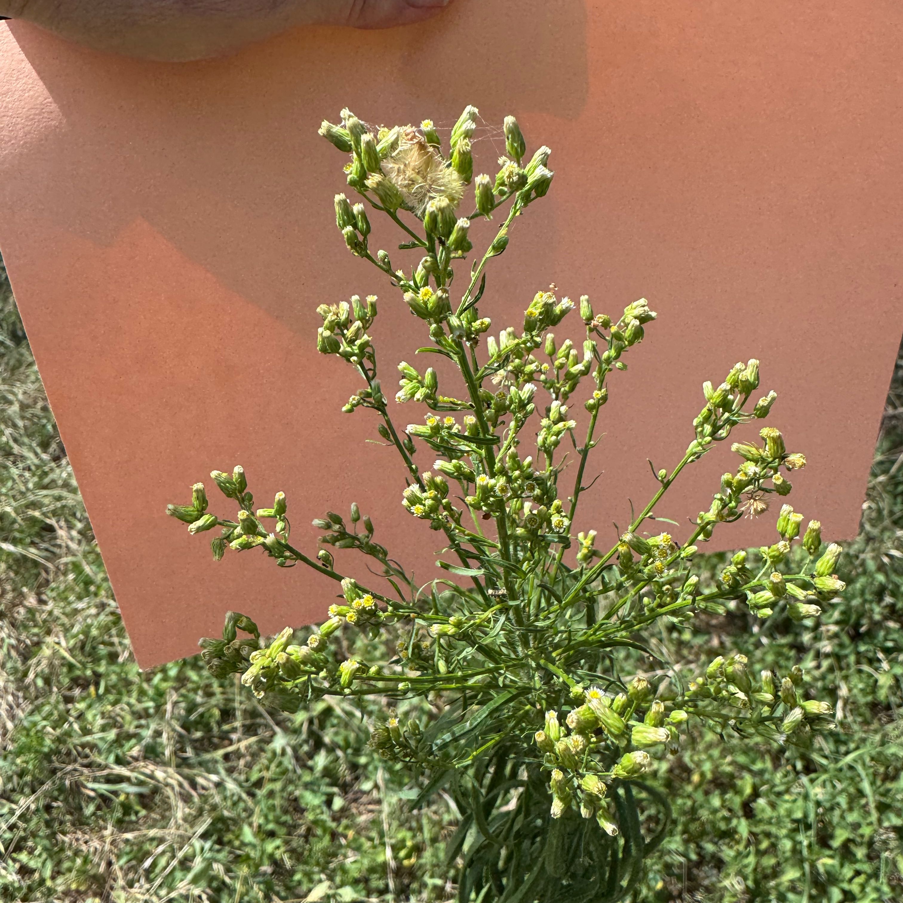 Photo of the plant species Canadian Fleabane by @HipBogbirch23 named Gaga on Greg, the plant care app