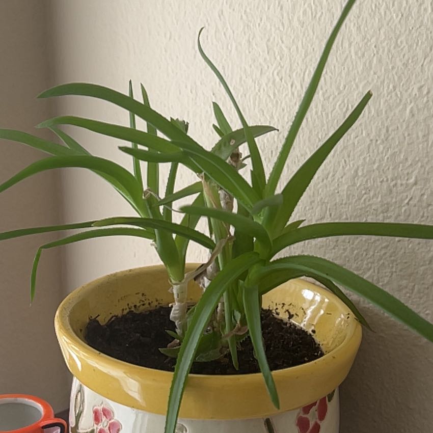 Photo of the plant species Pregnant Onion by @SwellIvy44 named Elle on Greg, the plant care app
