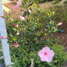 Photo of the plant species Hibiscus Tree by @HandyBluehaze54 named Flower tree on Greg, the plant care app