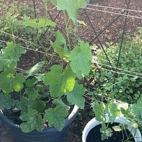 Photo of the plant species Luffa cylindrica by @HandyBluehaze54 named Luffa on Greg, the plant care app