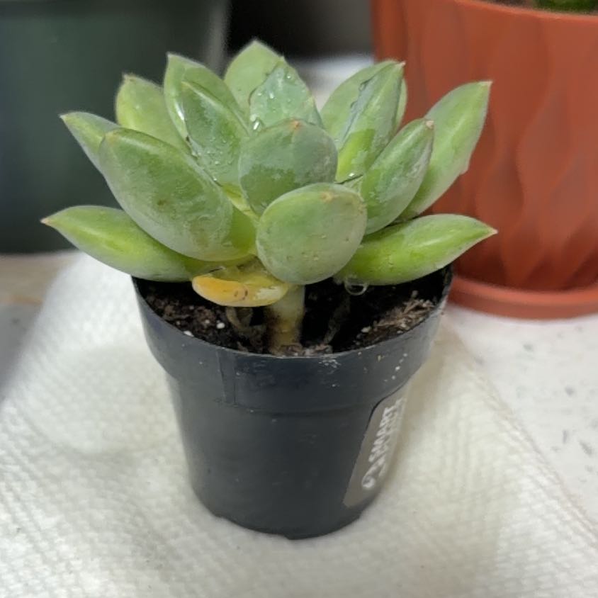 Photo of the plant species Pachyphytum 'Aquamarine' by @CosmicBarley41 named LiloStitch on Greg, the plant care app