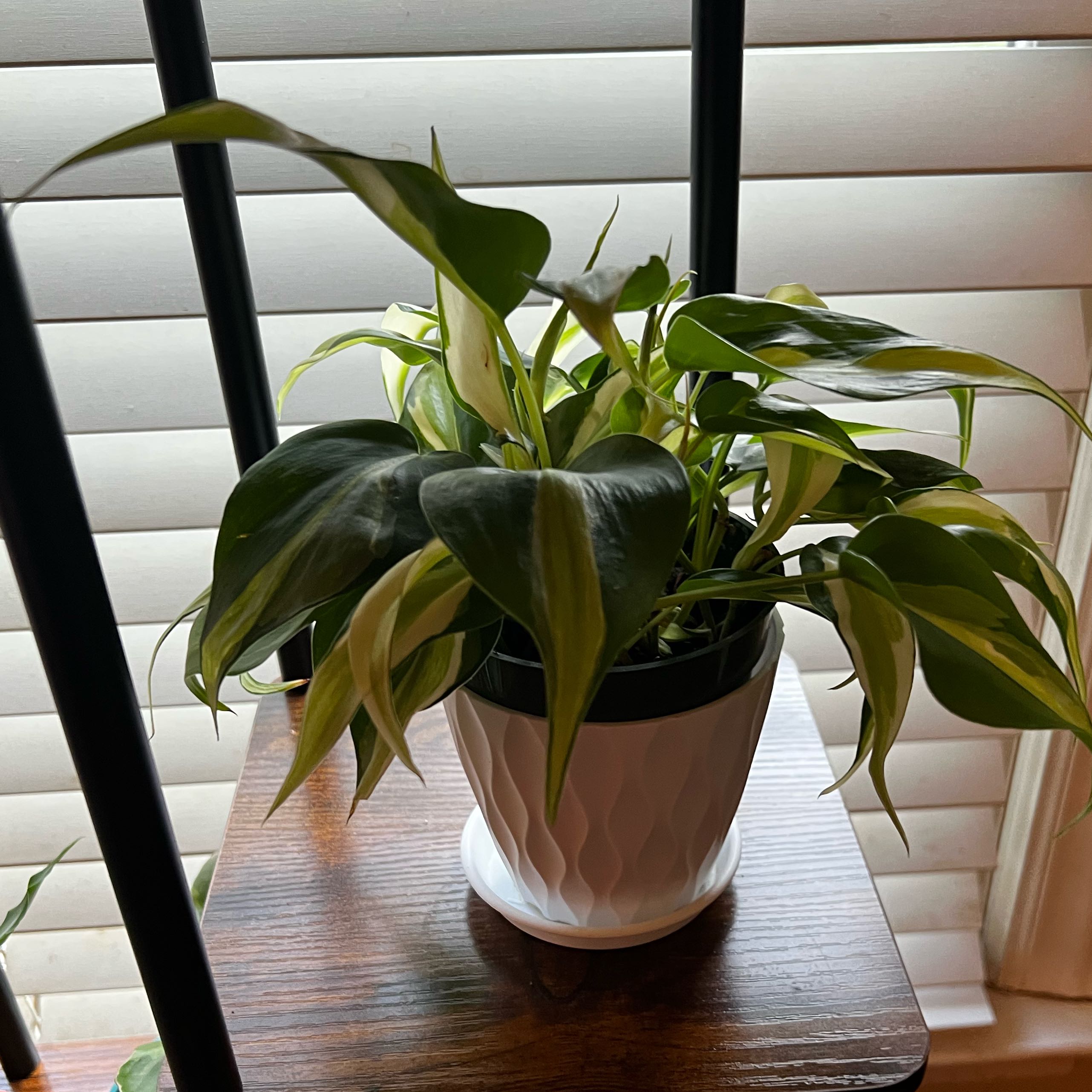 Photo of the plant species philodendron silver stripe by @ValorousWorm47 named Queen on Greg, the plant care app