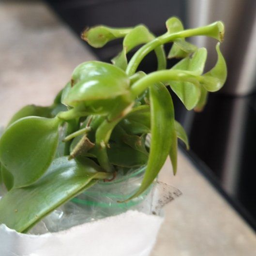 Photo of the plant species Flat Leafed Vanilla by @FirstColeus92 named Hamilton on Greg, the plant care app