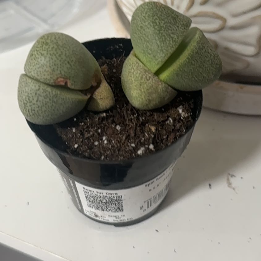 Photo of the plant species Split Rock by @IttyBittyPuffin named Huckleberry Fern on Greg, the plant care app