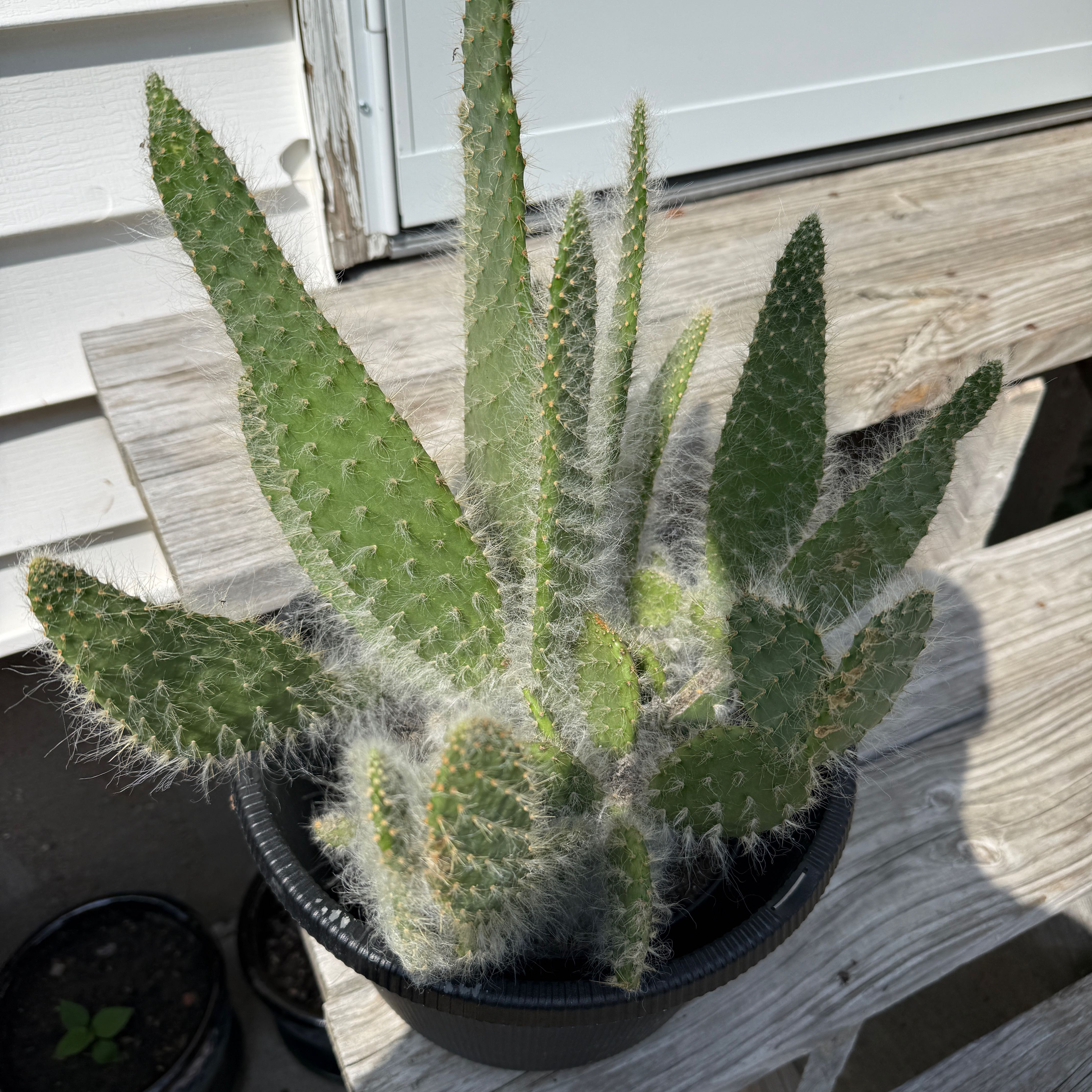 Photo of the plant species Prickly Pear Snow by @SugarBluebean38 named Bodhi on Greg, the plant care app