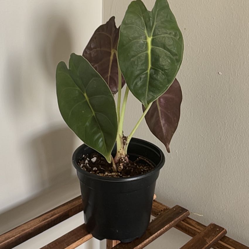 Photo of the plant species Alocasia Golden Bone by @Kvine_34 named Draco on Greg, the plant care app