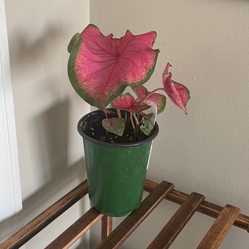 Photo of the plant species Caladium 'Pink' by @Kvine_34 named Sweet Loren on Greg, the plant care app