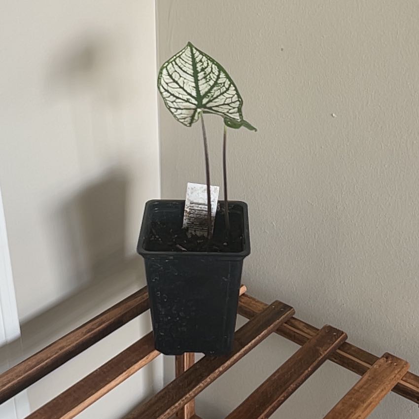 Photo of the plant species White Christmas Angel Wings by @Kvine_34 named Suga on Greg, the plant care app