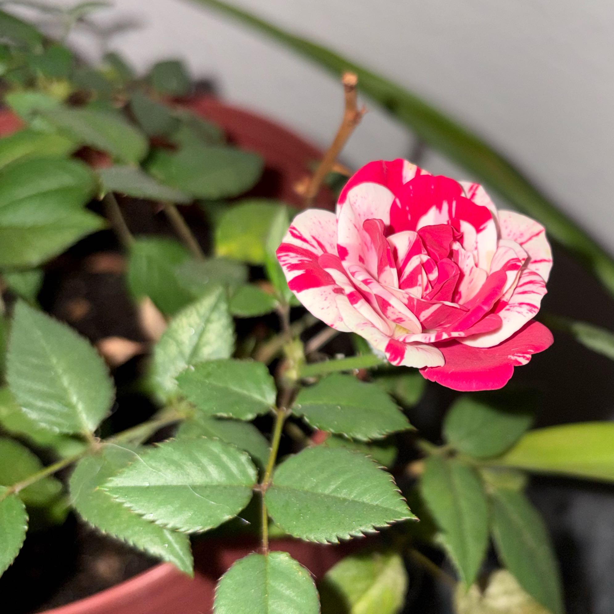 Photo of the plant species Gigi Rose by @KeyNoognug67 named Mami👑 on Greg, the plant care app