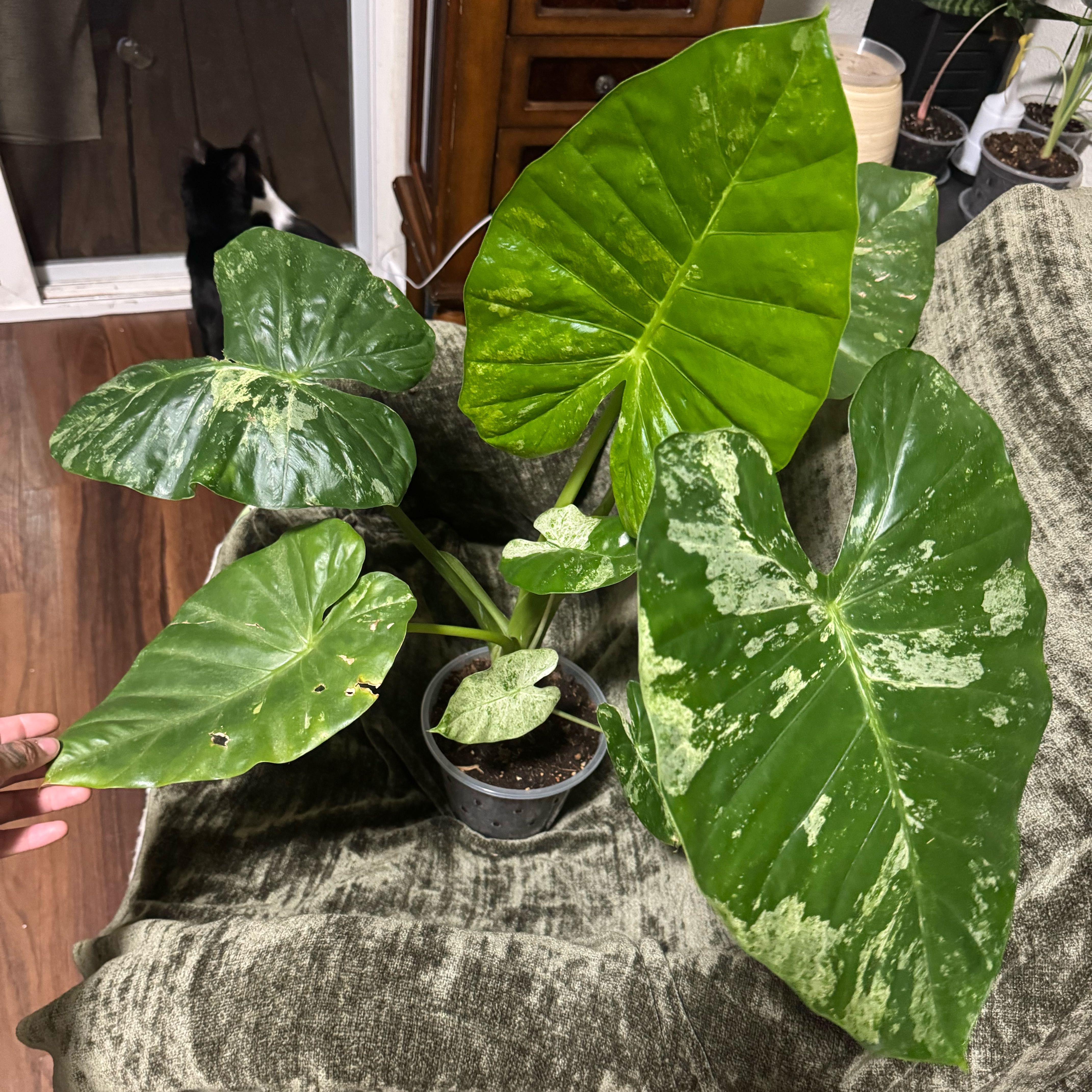 Photo of the plant species alocasia odora by @ZestyHope75 named Baby on Greg, the plant care app