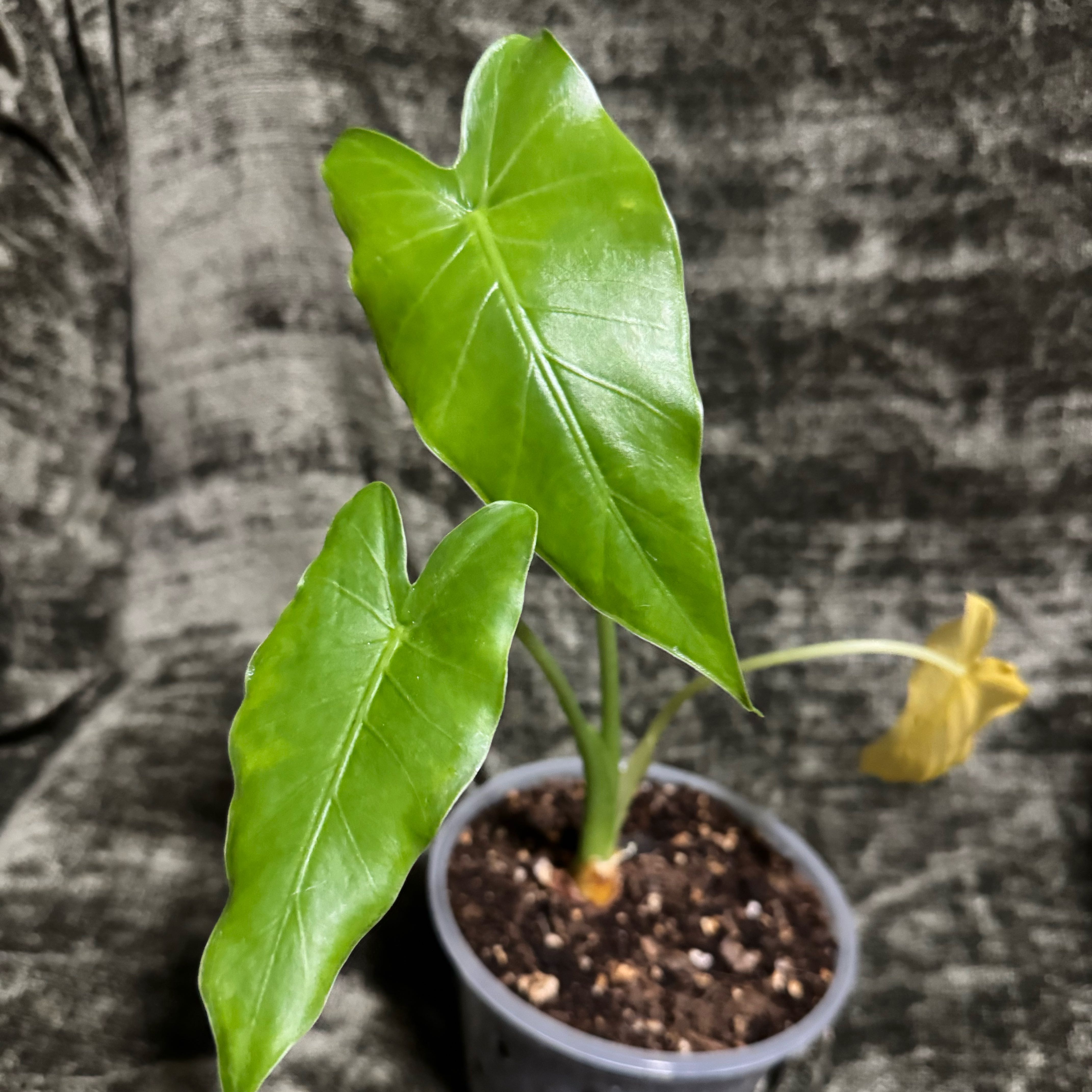 Photo of the plant species alocasia odora by @ZestyHope75 named Twins on Greg, the plant care app