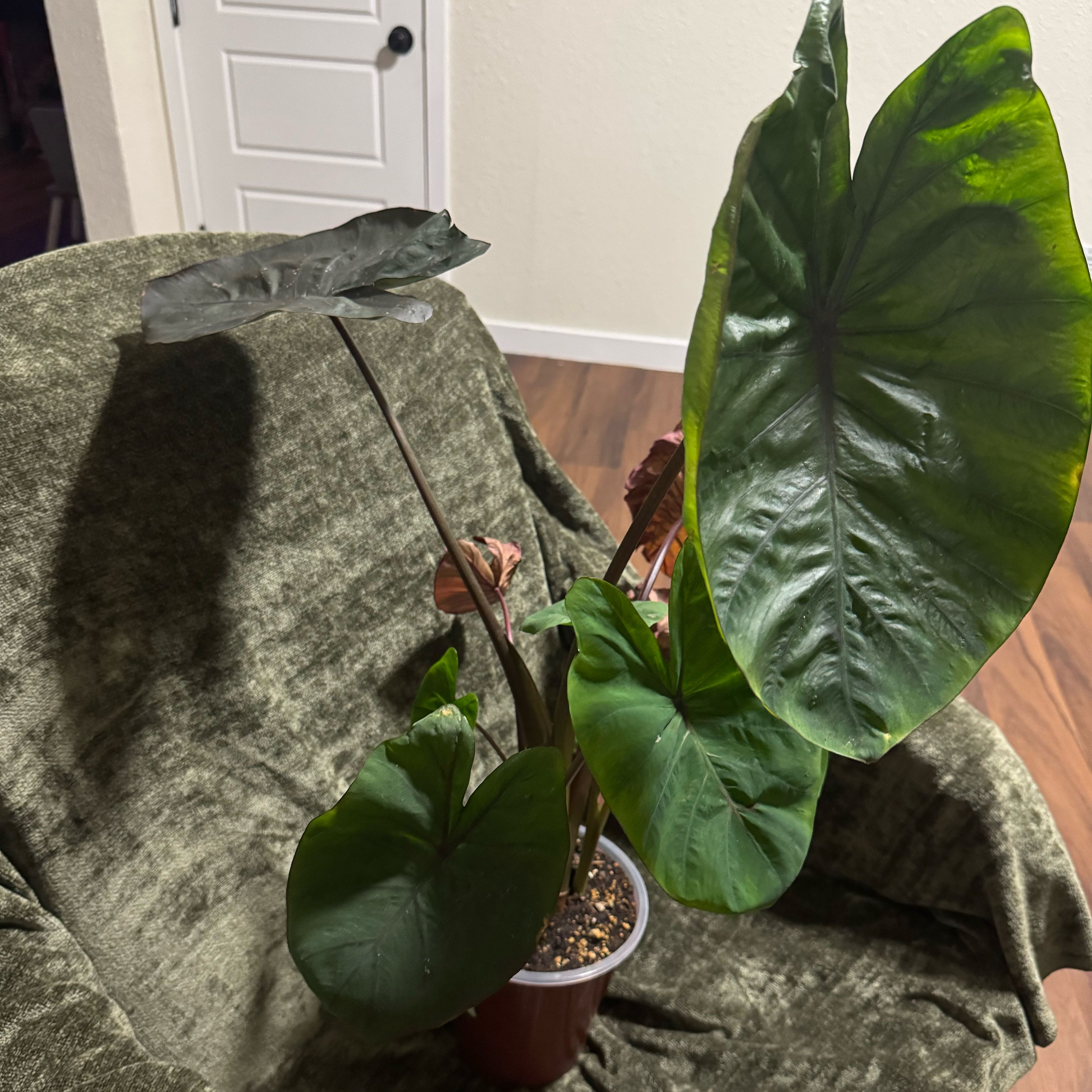 Photo of the plant species Taro by @ZestyHope75 named Maggie on Greg, the plant care app