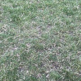 Photo of the plant species Smooth Meadowgrass by @SalientSucc61 named Kesha on Greg, the plant care app