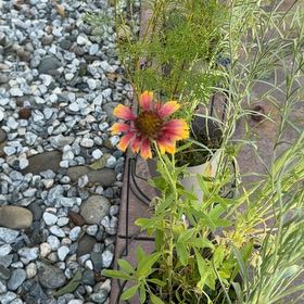 Photo of the plant species Indian Blanket by @PilotMom named Surya on Greg, the plant care app