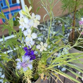 Photo of the plant species Doubtful Knight's-Spur by @PilotMom named Sage on Greg, the plant care app