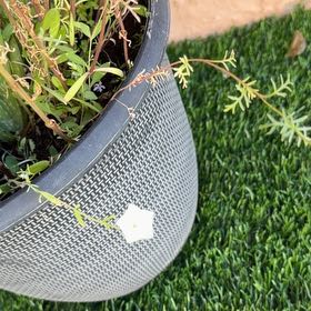 Photo of the plant species Breckland Thyme by @PilotMom named Osmo on Greg, the plant care app
