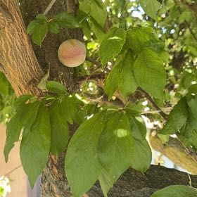 Photo of the plant species Common Plum by @PilotMom named Queen on Greg, the plant care app
