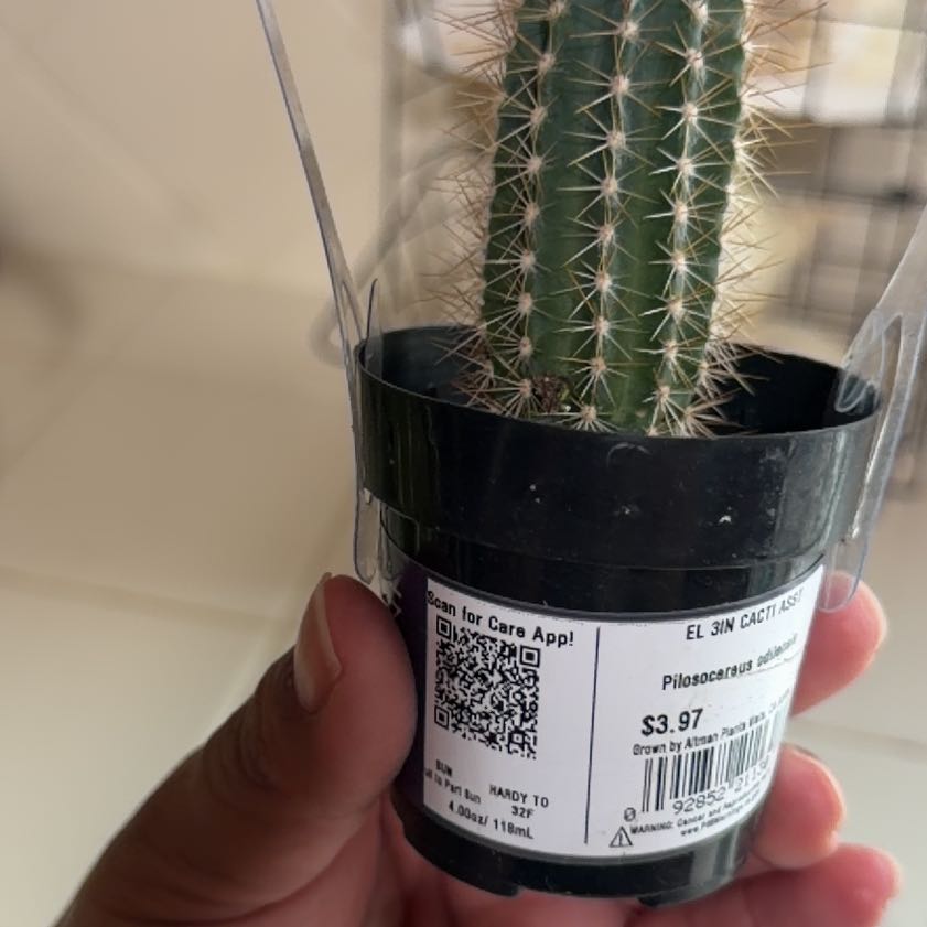 Photo of the plant species Pilosocereus odilensis by @PilotMom named Willow on Greg, the plant care app