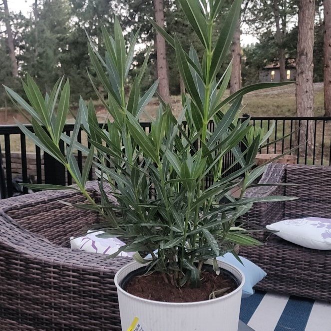 Photo of the plant species Oleander by @GrandBlusher15 named Zion on Greg, the plant care app