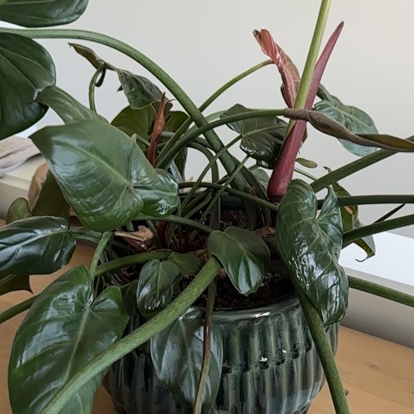 Photo of the plant species Philodendron 'Imperial Red' by @SedulousSucc79 named Denali on Greg, the plant care app