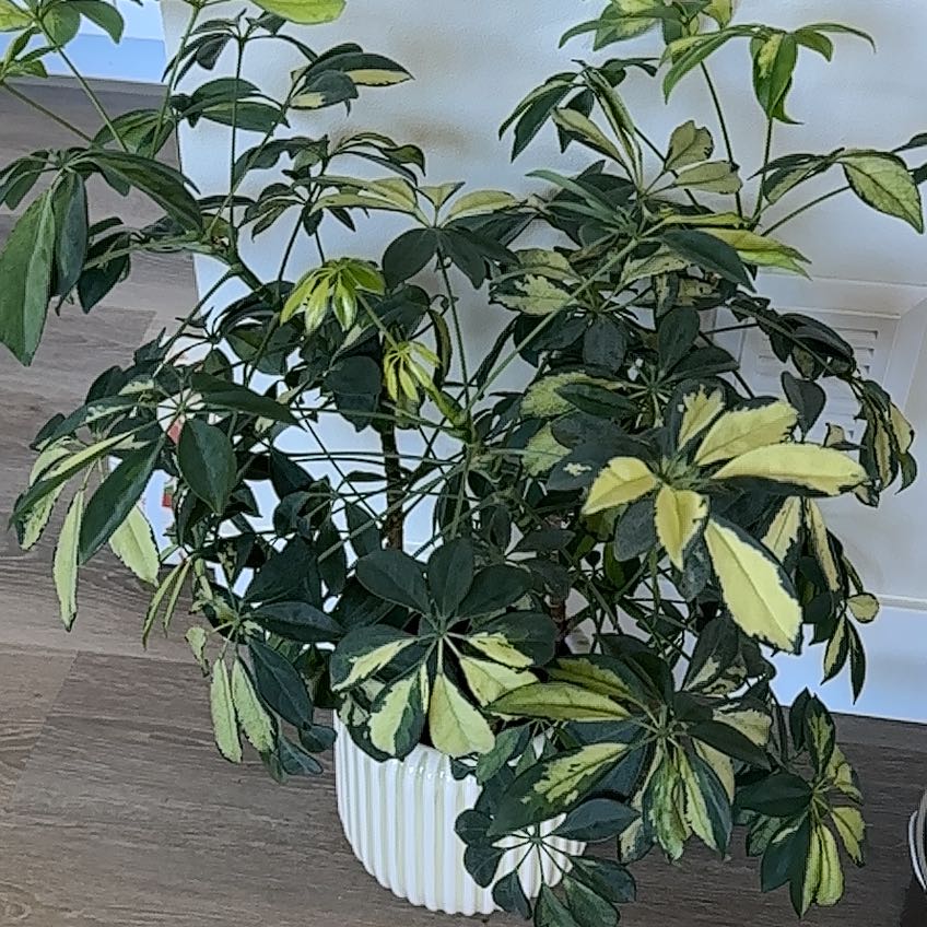 Photo of the plant species Variegated Dwarf Umbrella Tree by @SedulousSucc79 named Remington on Greg, the plant care app