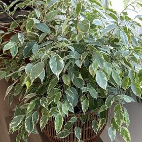 Photo of the plant species Variegated Weeping Fig by @SedulousSucc79 named Keanu Leaves on Greg, the plant care app