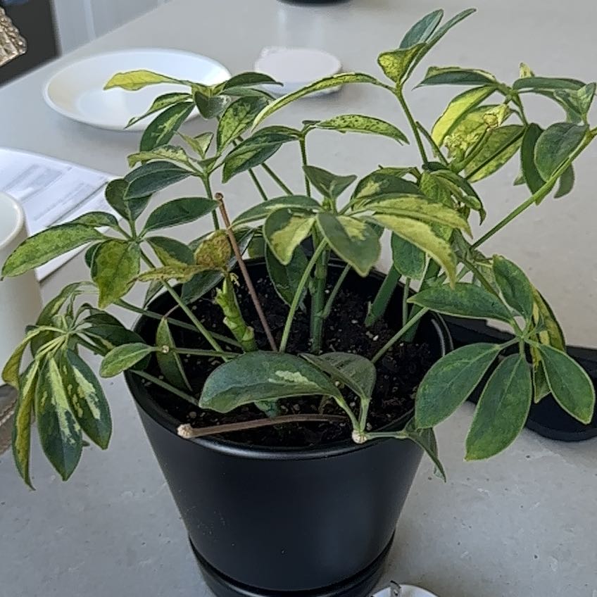 Photo of the plant species Variegated Dwarf Umbrella Tree by @SedulousSucc79 named Ulysses S Plant on Greg, the plant care app