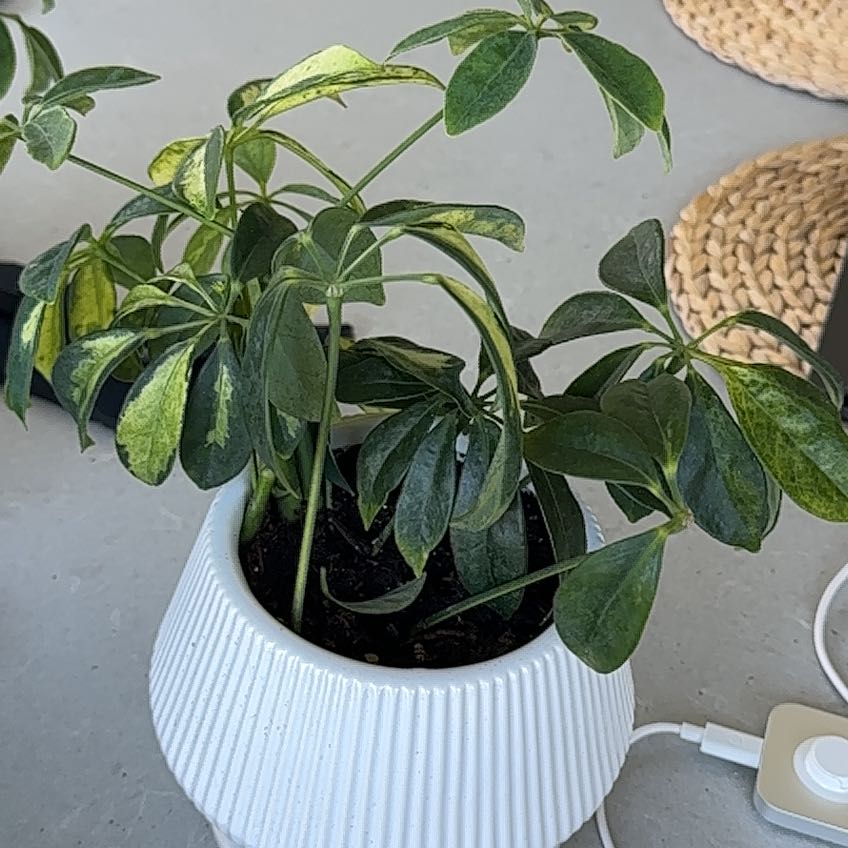 Photo of the plant species Variegated Dwarf Umbrella Tree by @SedulousSucc79 named Zeus on Greg, the plant care app